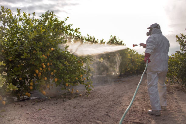 Best Termite Control Services  in Benson, AZ