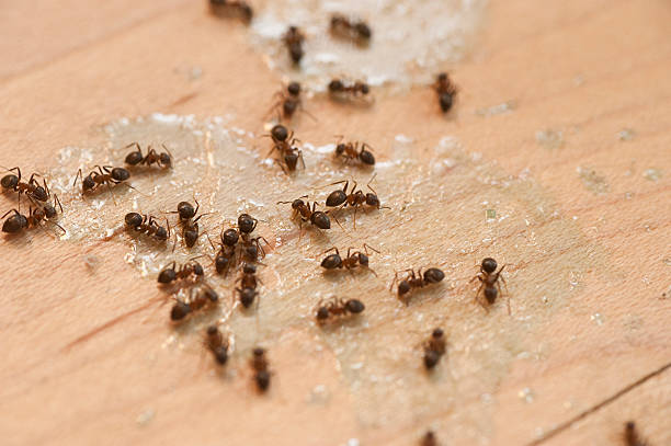  Benson, AZ Pest Control Pros
