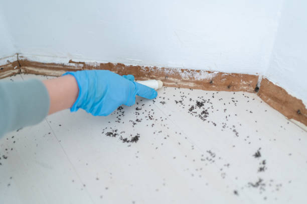 Best Pest Prevention Services  in Benson, AZ